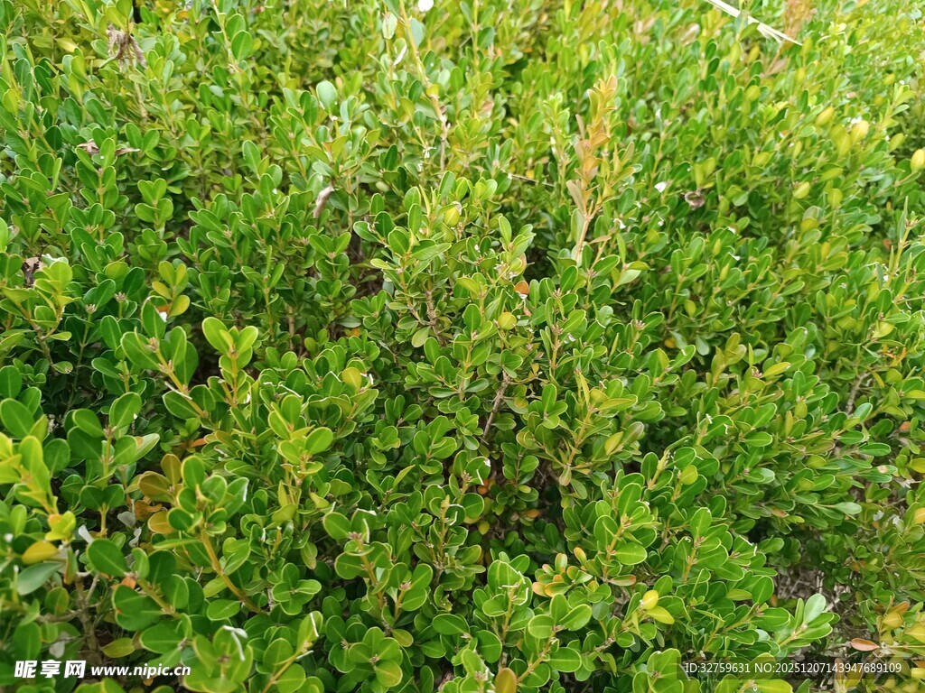 翠绿繁茂的灌木丛