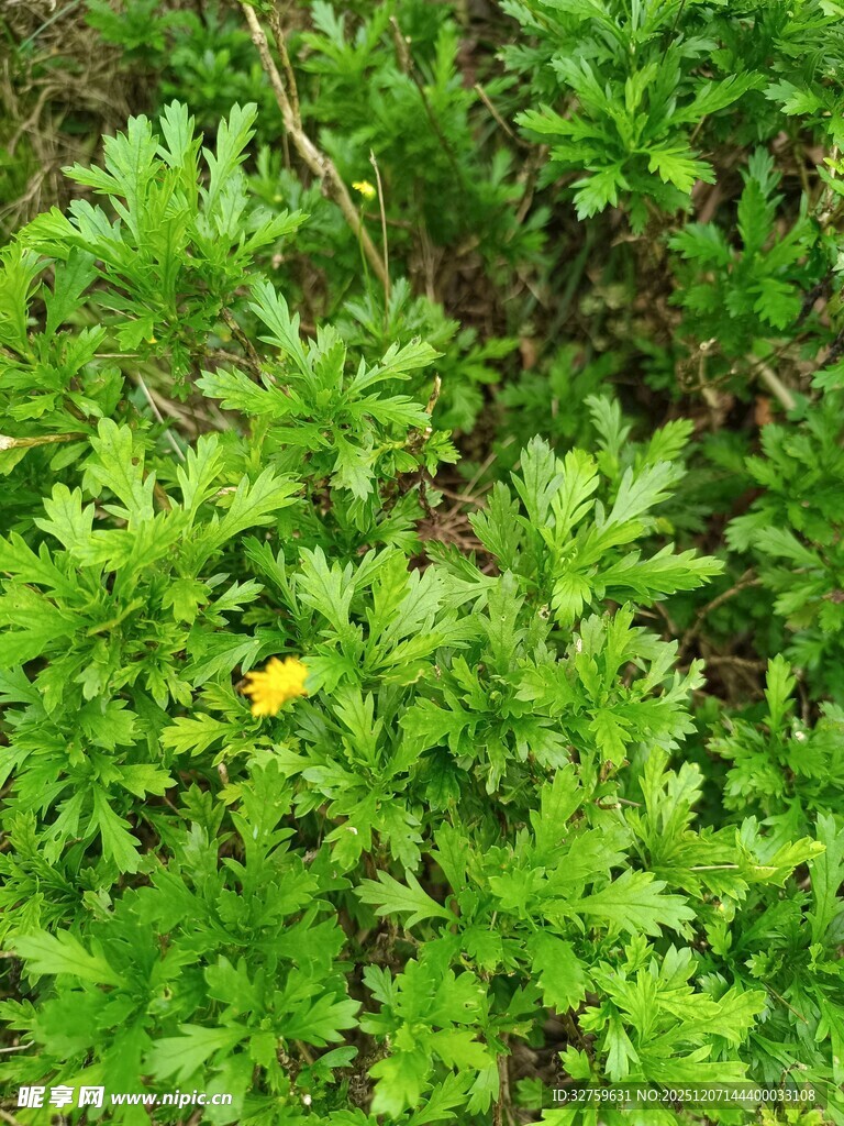 绿叶丛中一抹黄色小花