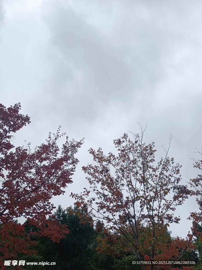 秋日红叶与阴沉天空