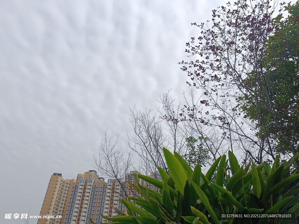 高楼旁绿植与多云天空