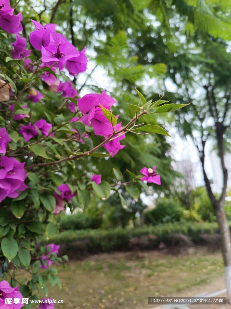 绽放的紫色三角梅景观