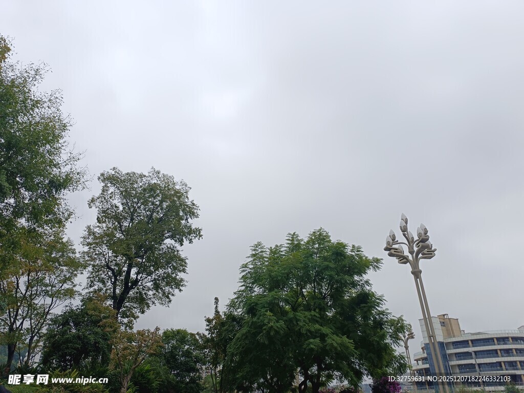 阴天城市树木与路灯景观