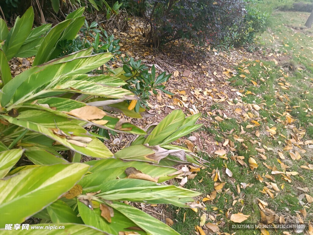 户外绿植与落叶景观