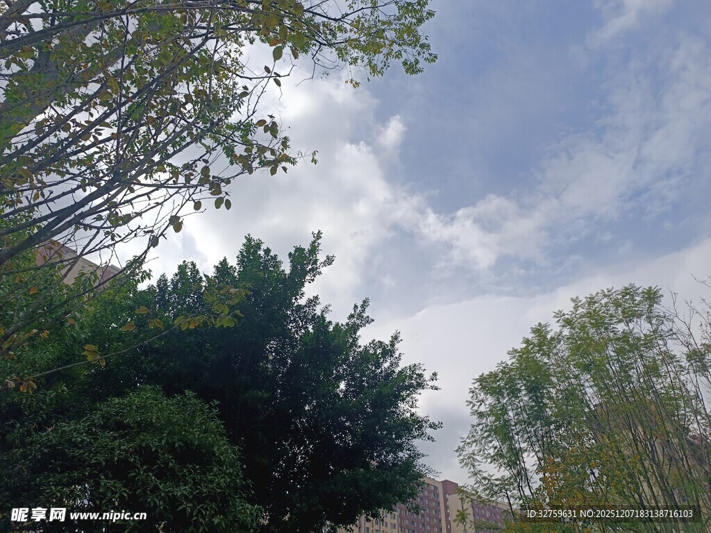 蓝天白云下的葱郁树木