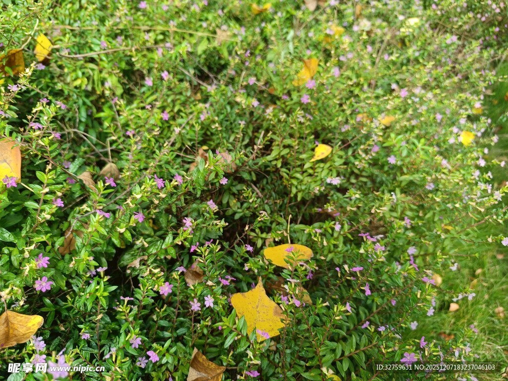 绿叶丛中绽放的黄色小花