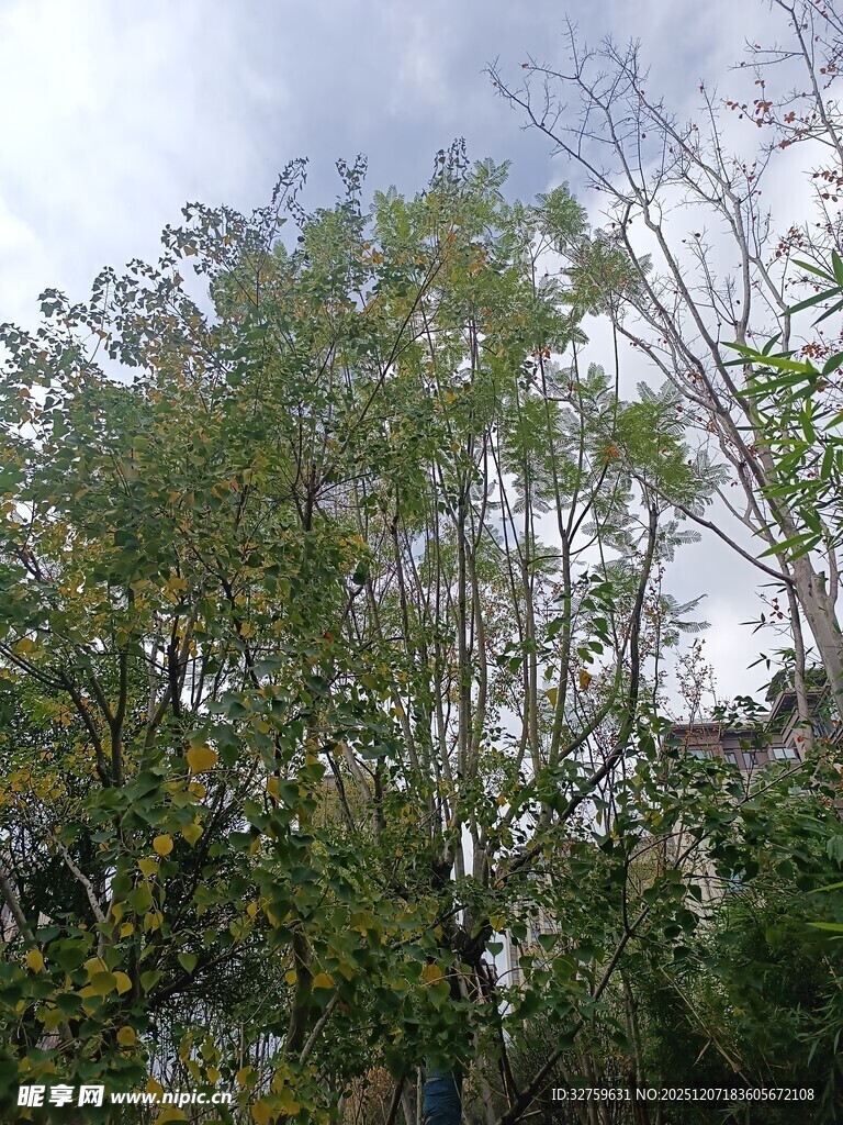 户外繁茂绿树景观