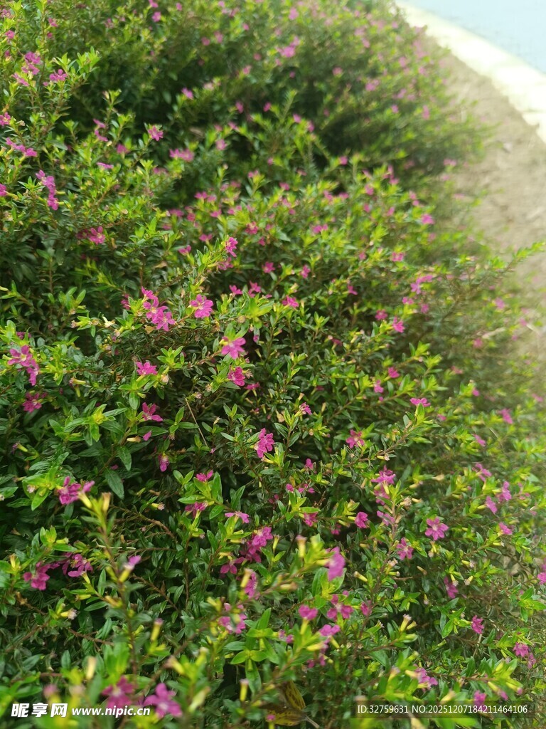 繁茂花丛中的紫色小花