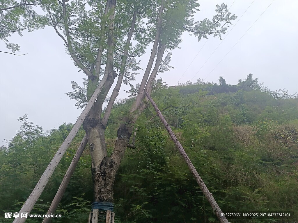 树木支撑加固场景