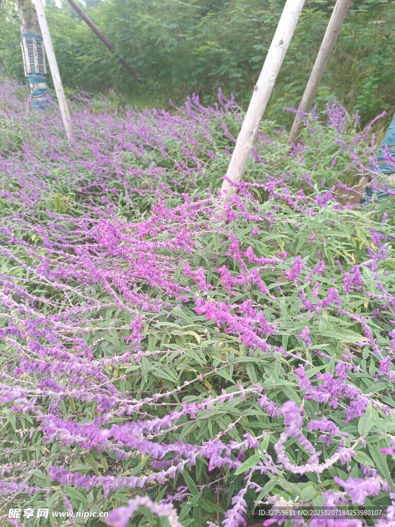 紫色花丛中的自然景致