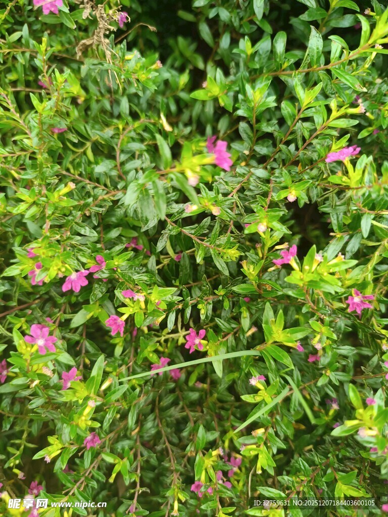 绿叶丛中绽放的娇艳小花