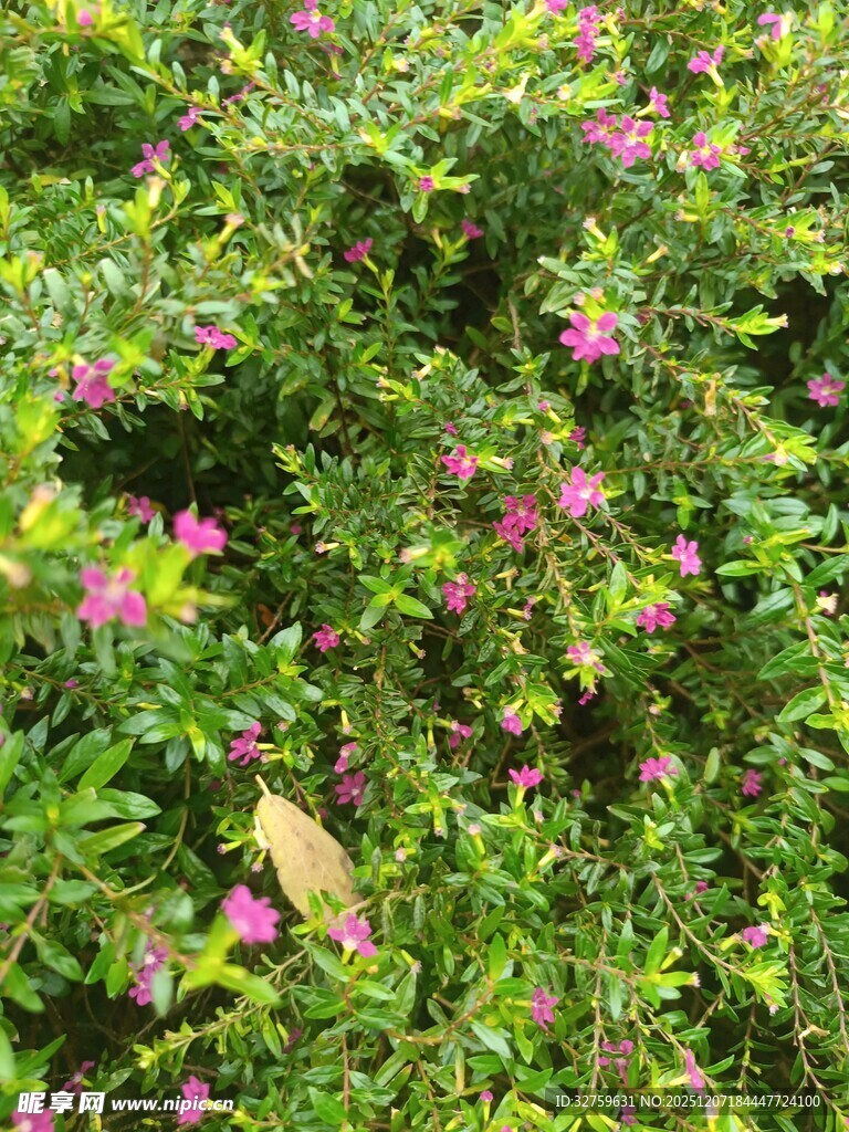 繁茂绿植间的娇艳小花