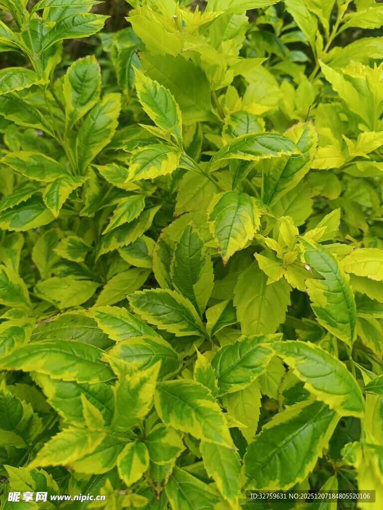 黄绿相间的斑斓叶片植物