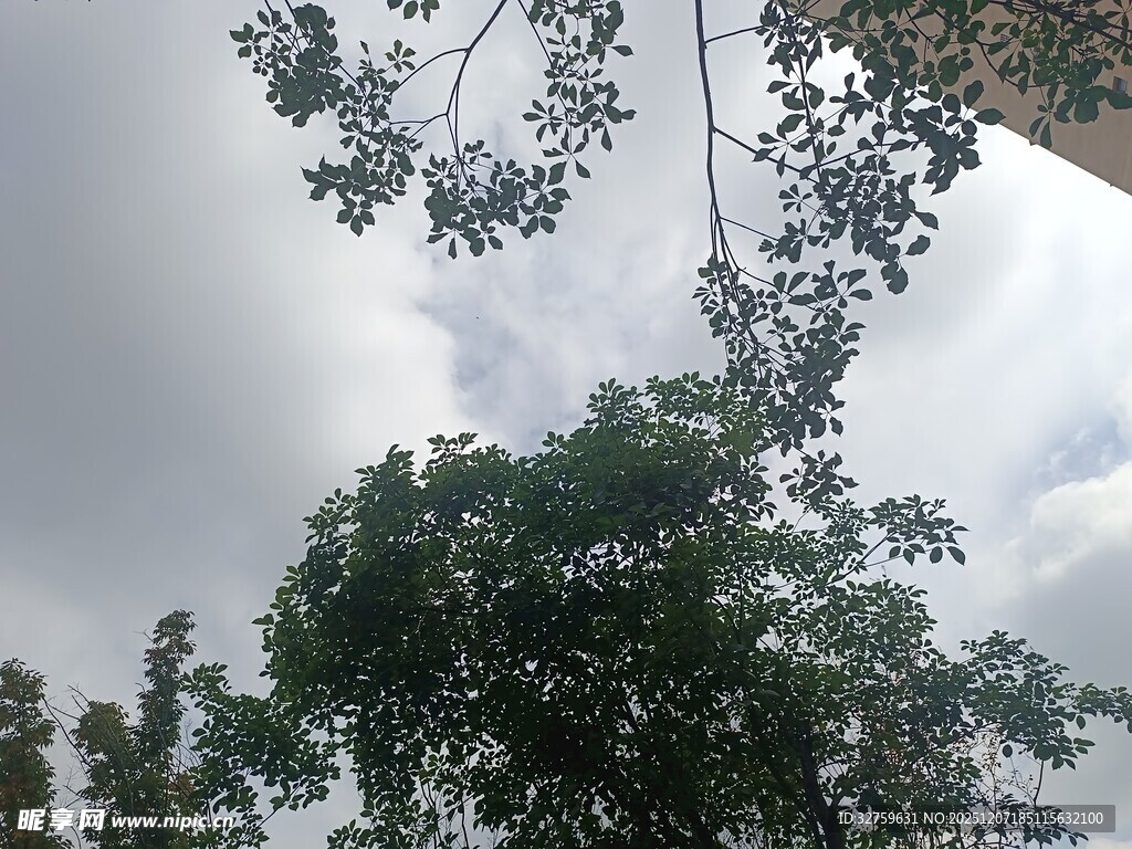 仰视天空中的繁茂绿树