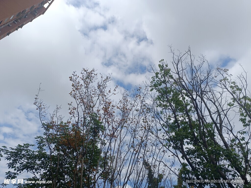 仰视天空下的绿树与白云