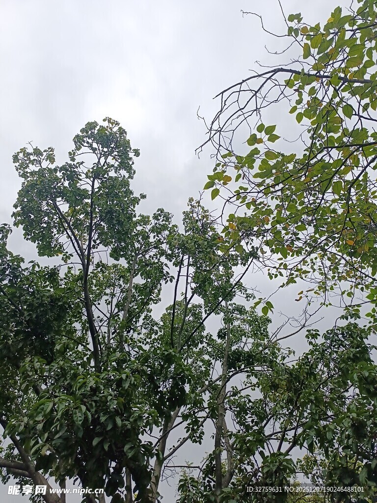 繁茂绿树映衬灰白天空