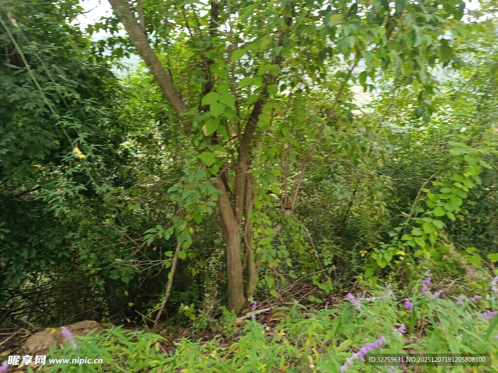 茂密丛林中的绿色树木