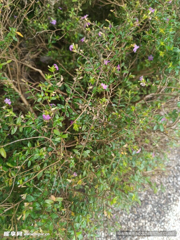 繁茂绿植的自然景象