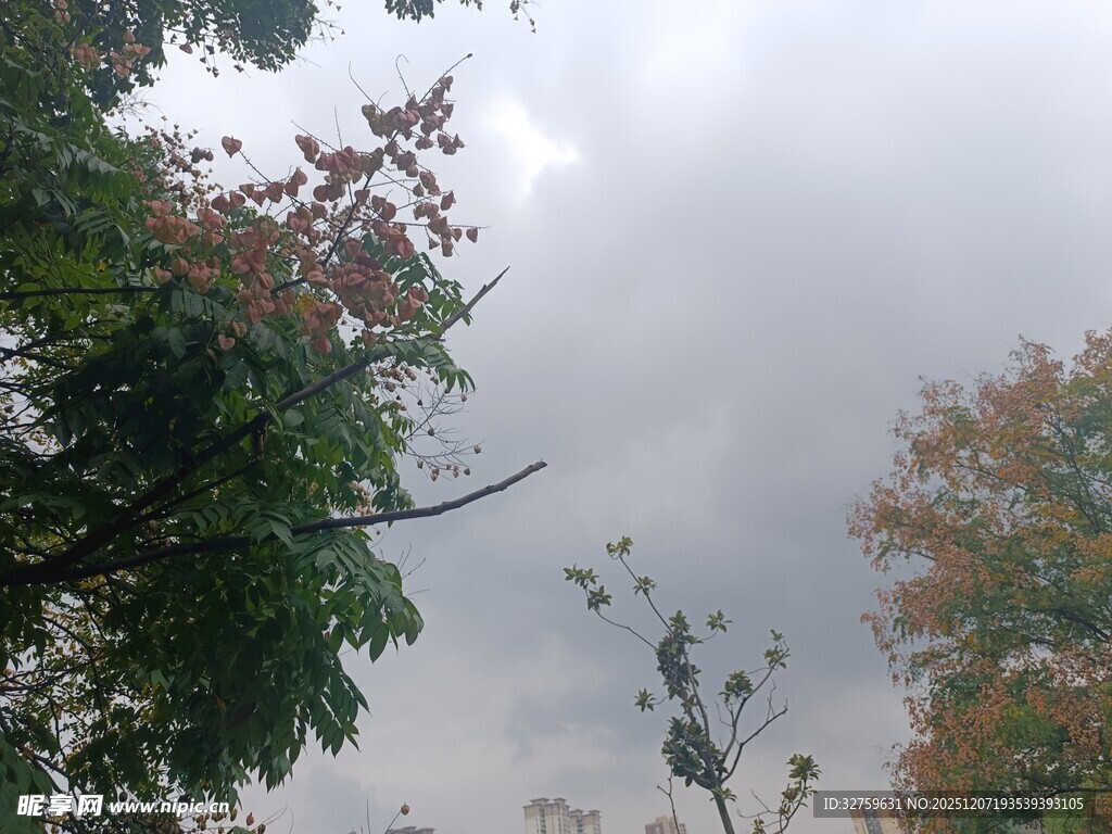 秋日树梢与阴沉天空