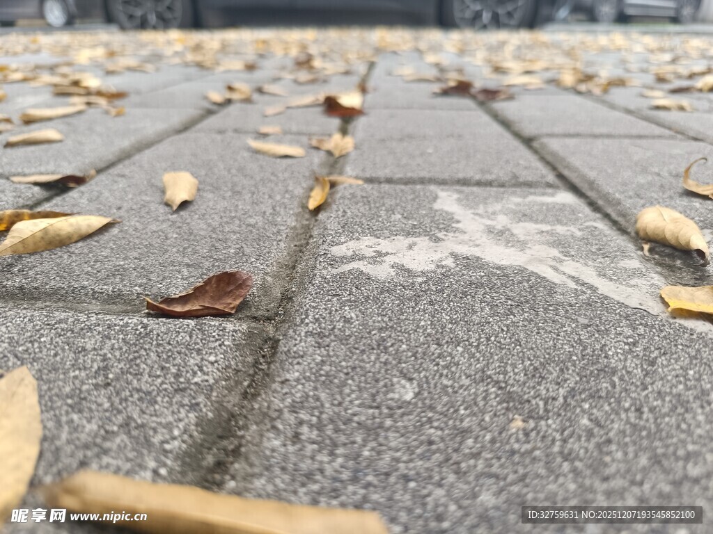 地面散落的枯黄落叶