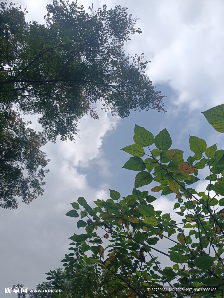 仰视绿树与天空景致