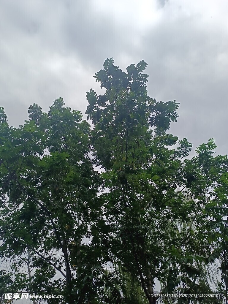 天空下的葱郁树木