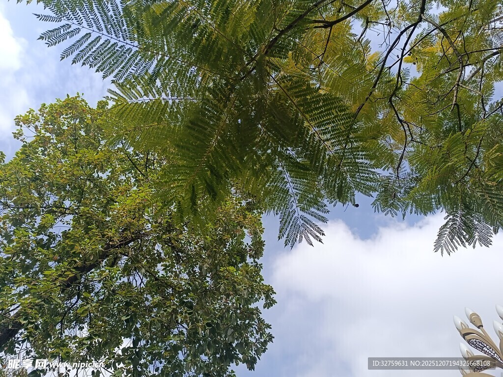 仰视葱郁树冠与蓝天白云