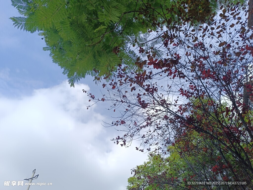 仰望天空中的绿树与飞鸟