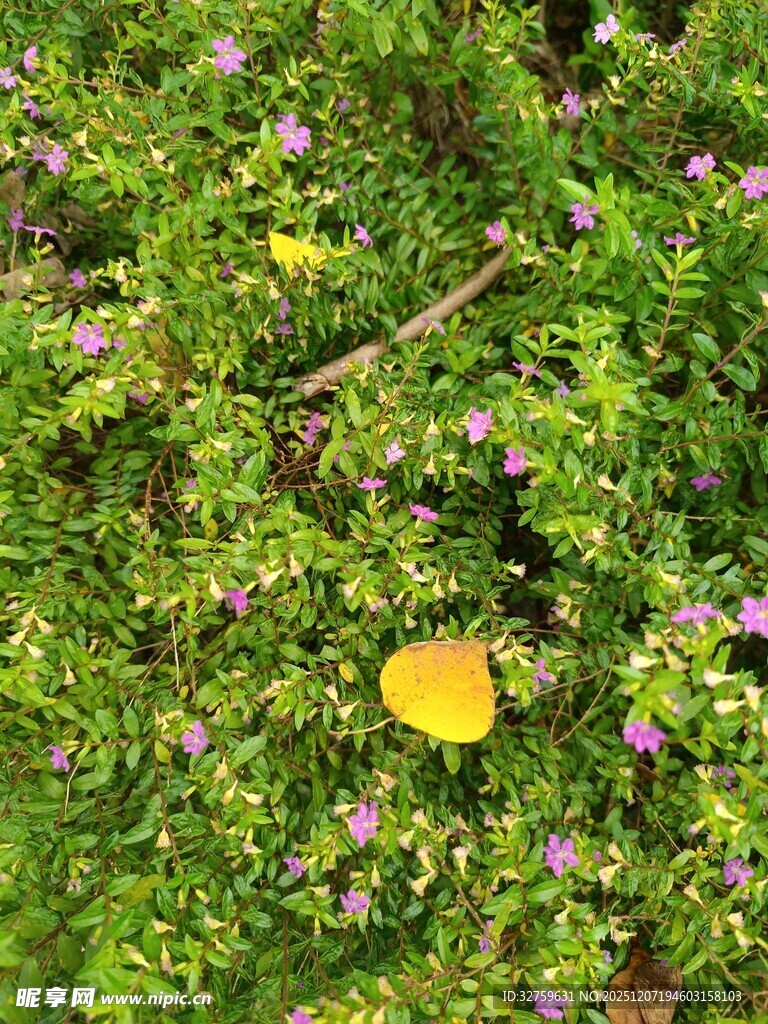 绿叶丛中绽放黄色小花