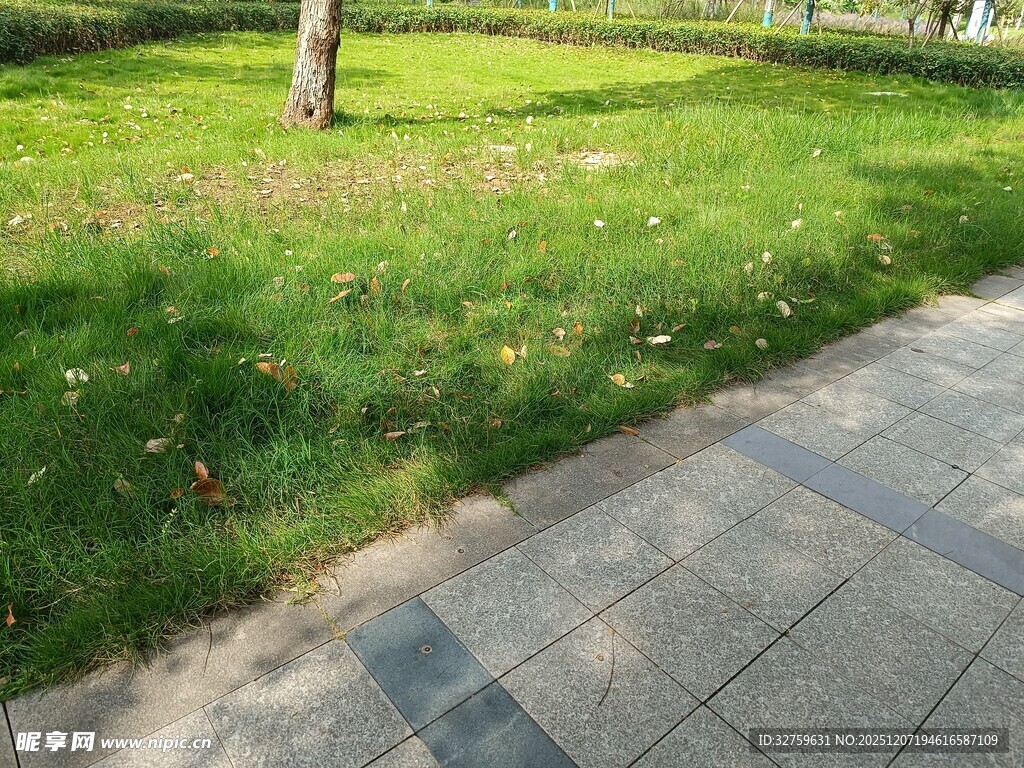 路边绿意盎然的草地景观