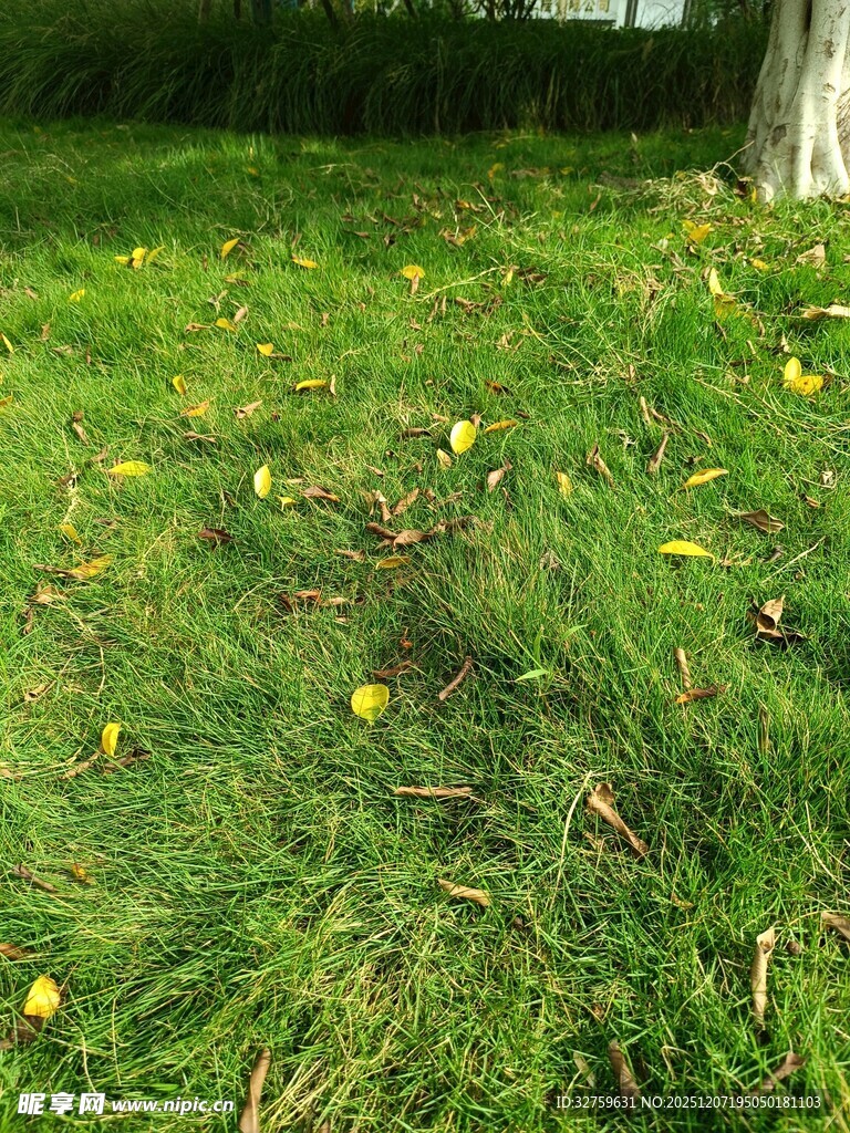 草地上的黄色小花