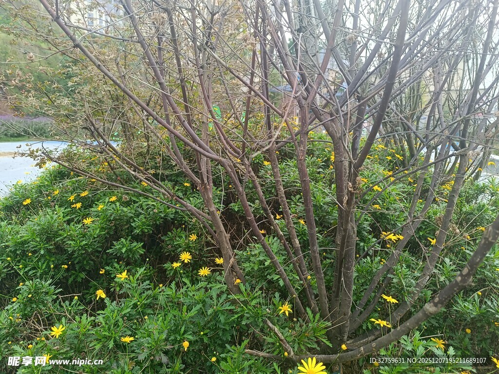 春日灌木花丛景观