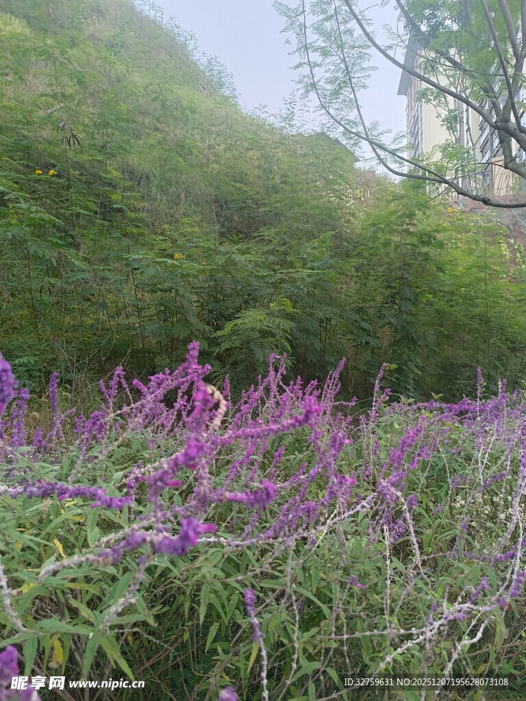 紫色花丛中的自然景致