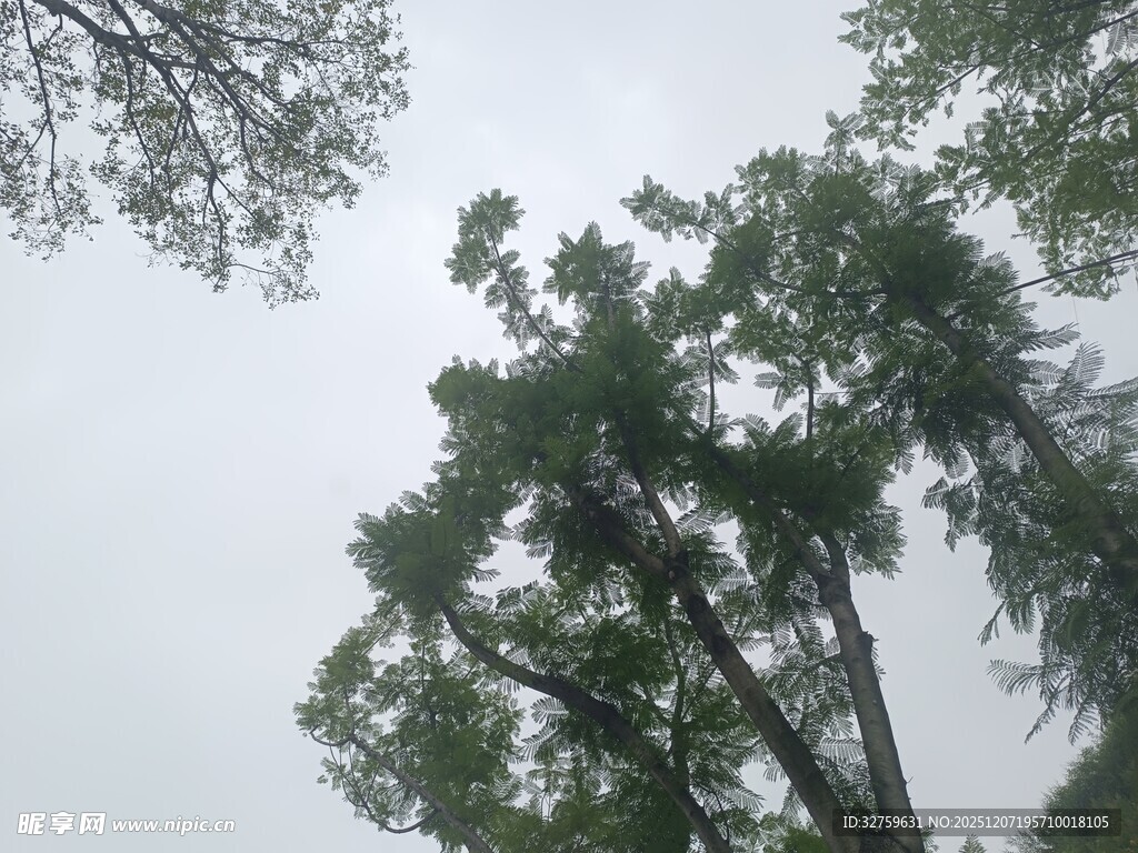 仰视雨中繁茂绿树