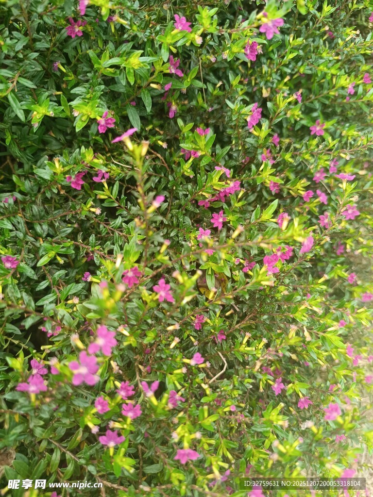 繁花绿叶间的自然美景