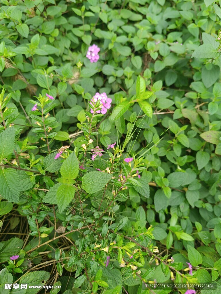 绿叶丛中的粉嫩小花