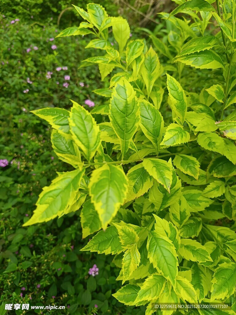 黄绿相间的鲜嫩叶片