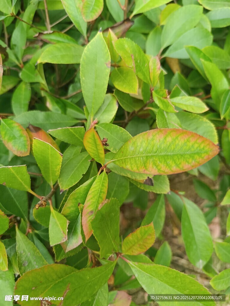 嫩绿枝叶展现盎然生机