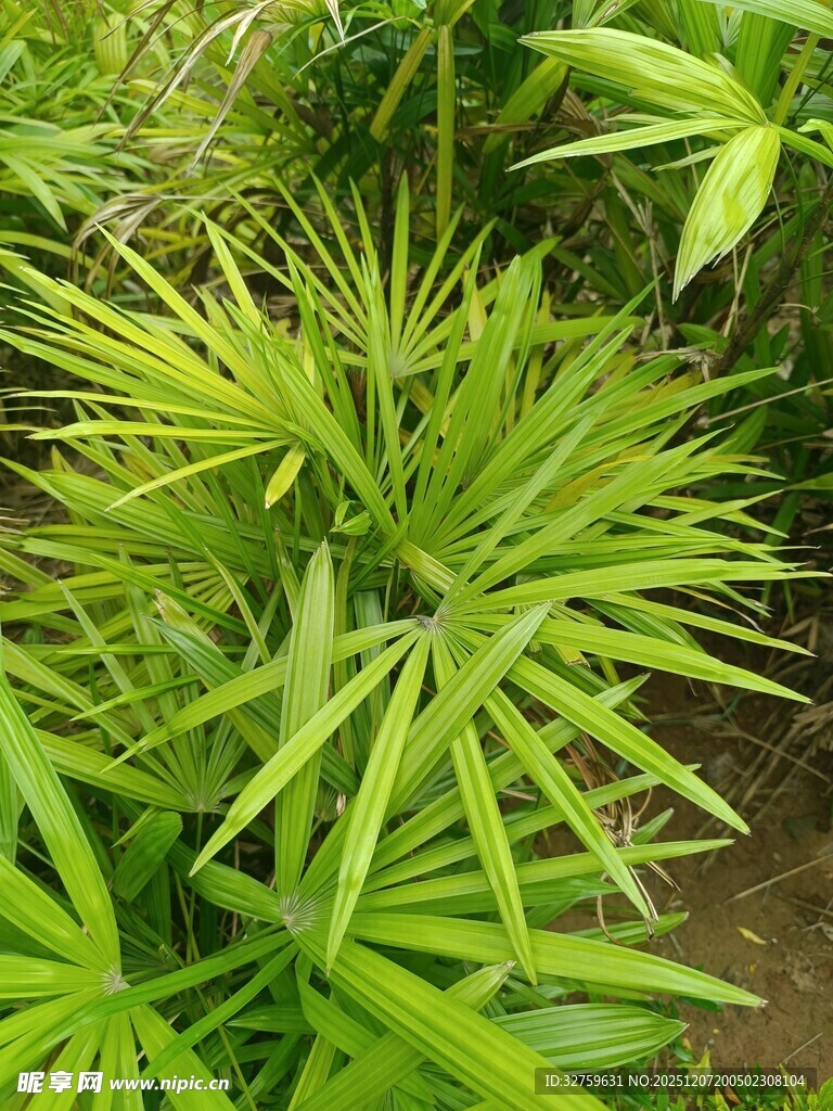 翠绿竹叶生机勃勃