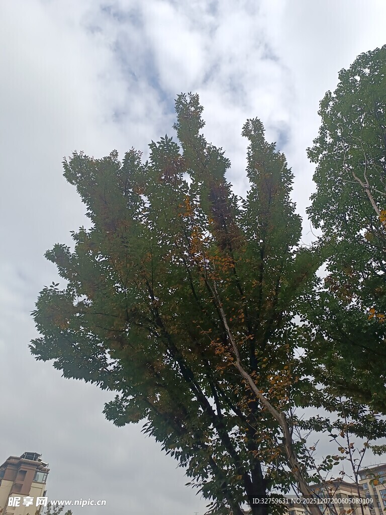 天空下的葱郁树木