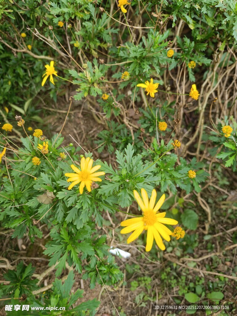 黄色小花绽放于绿叶间