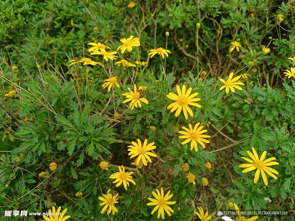 野外绽放的黄色小花