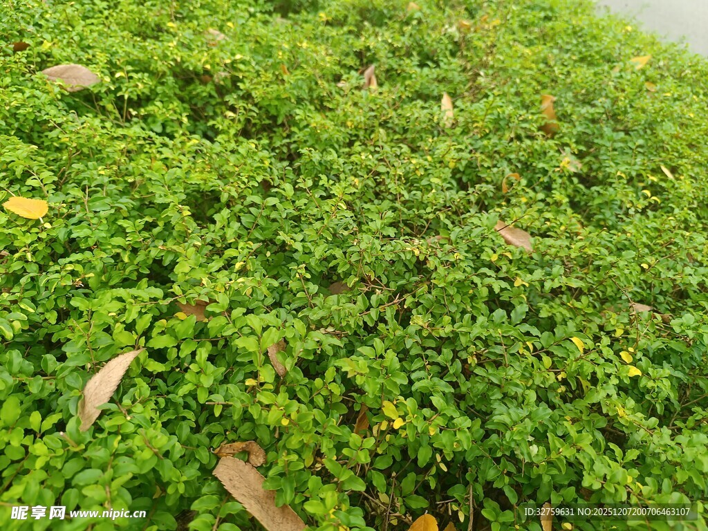 翠绿繁茂的地面绿植