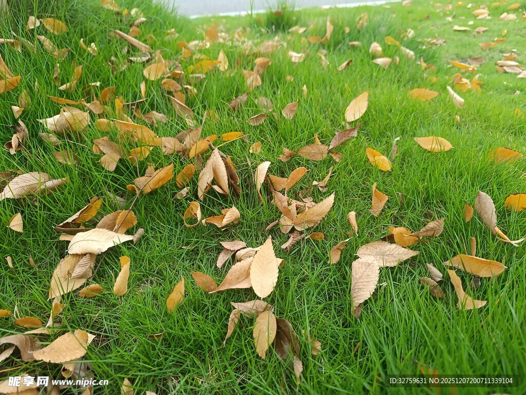 草地上的枯黄落叶