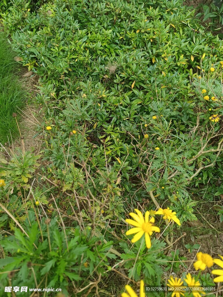 绿叶间绽放的黄色小花