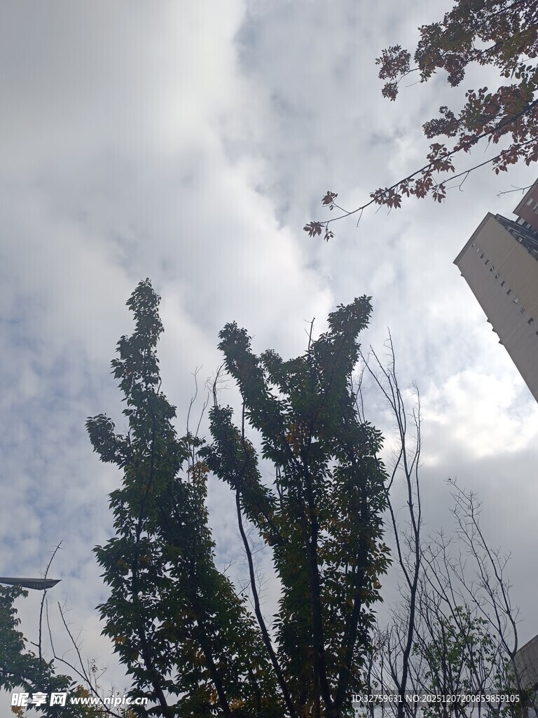 仰视天空下的树木与建筑