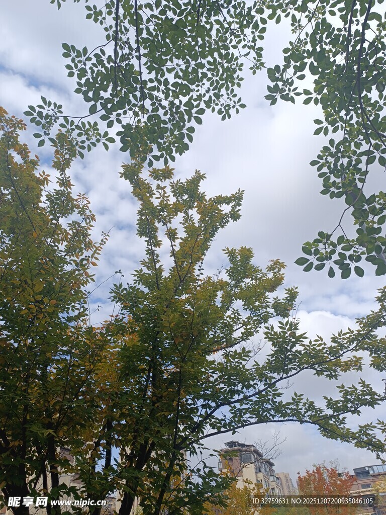 秋日树梢与天空景致