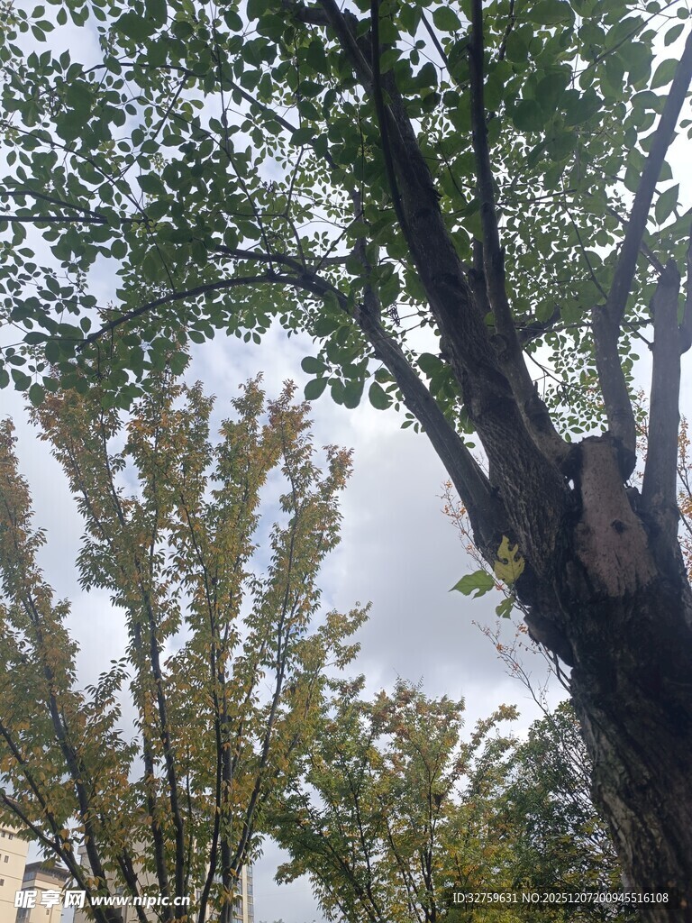 繁茂大树与周边绿植景观