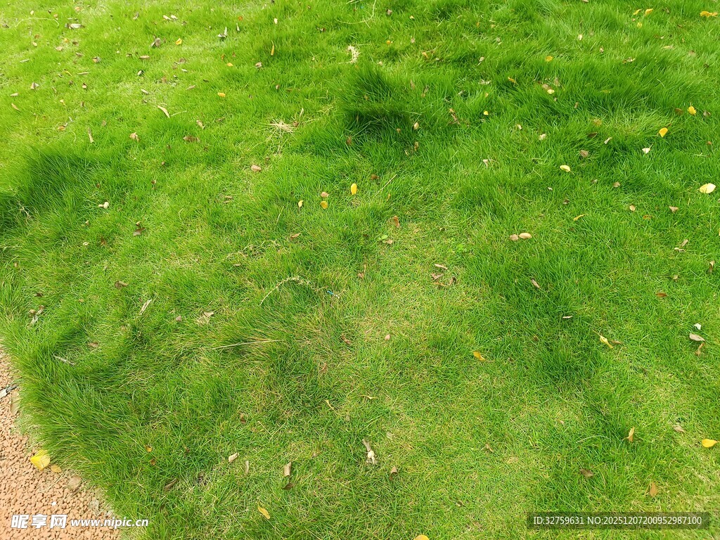 翠绿草坪的清新景象