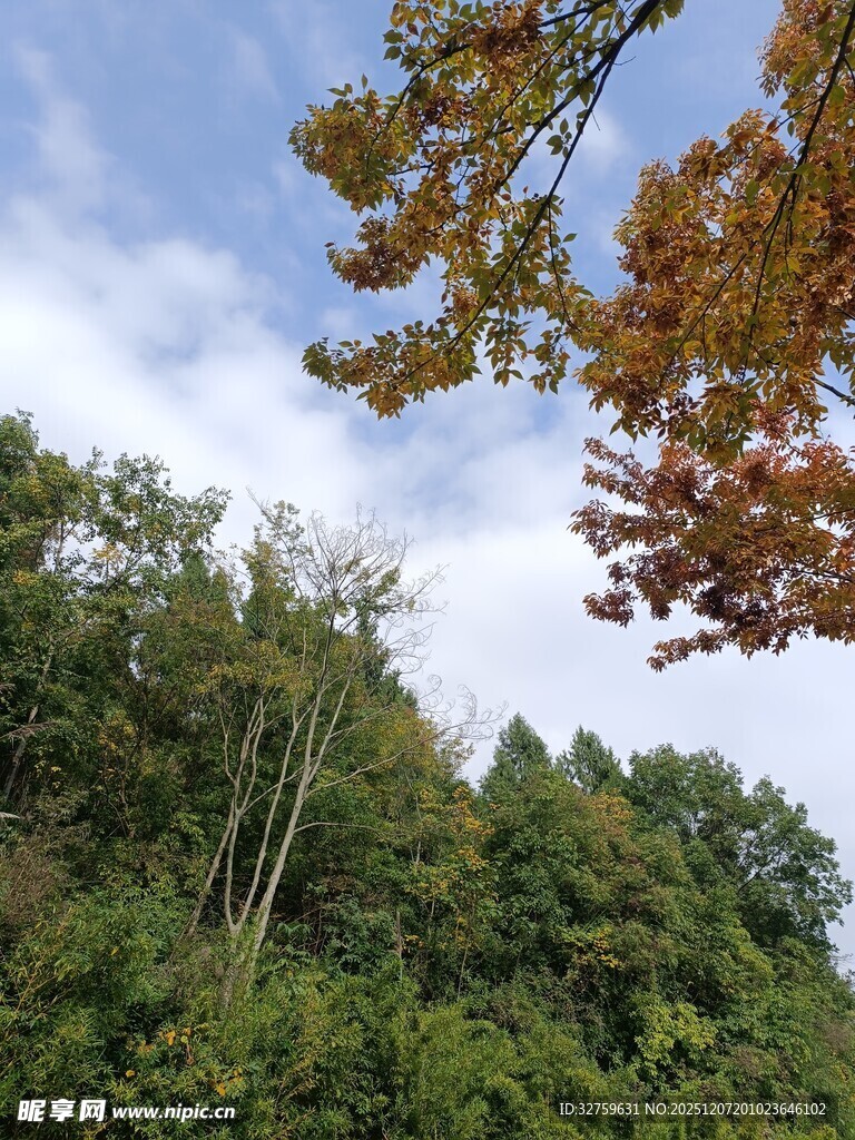 秋日山林树梢美景