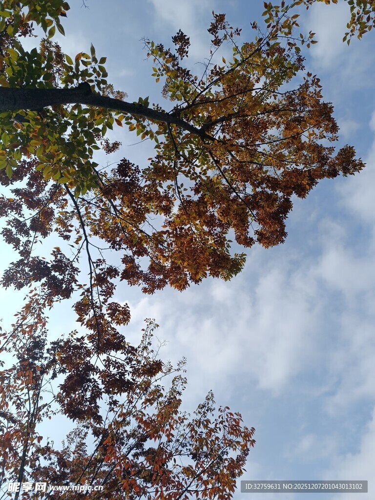 秋日树梢与蓝天白云
